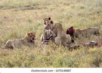 Group Young Lions Eating Antelope Natural Stock Photo 1070148887 ...