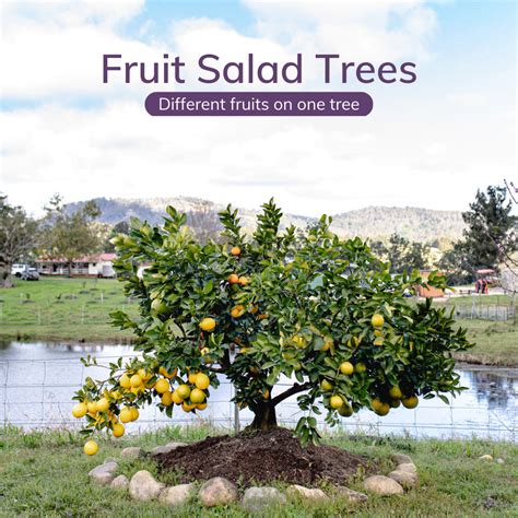 What Is A Fruit Salad Tree Worldatlas | Hot Sex Picture