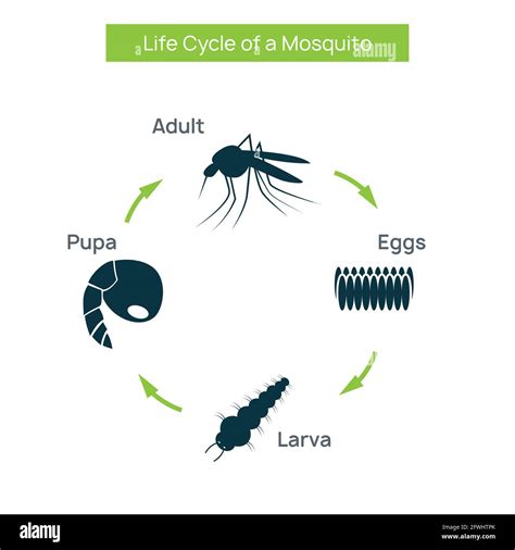 Dengue Mosquito Life Cycle