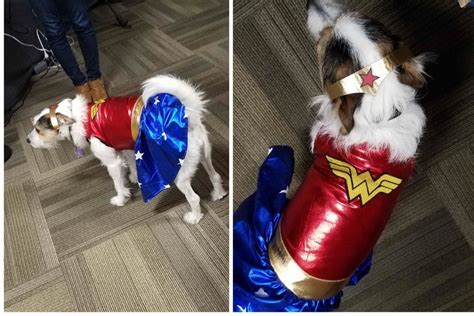 The Best Superhero Dog Costumes for the Superest of Dogs