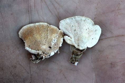 Turkey Tail Mushroom: Identification and Uses