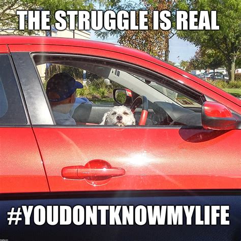 Funny Memes About Life Struggles