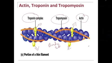 Muscle- Actin, Myosin, Tropomyosin, Troponin- interaction for contraction - YouTube