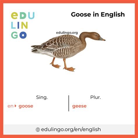 Goose in English • Writing and pronunciation (with pictures)