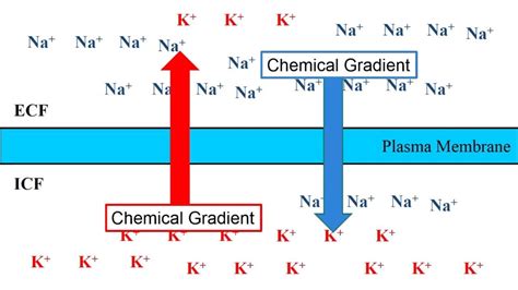 Resting membrane potential Diagram | Quizlet