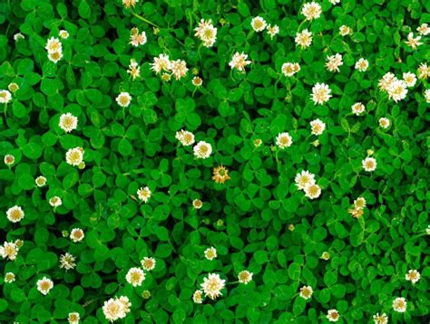 White Clover | Smith Seed Services