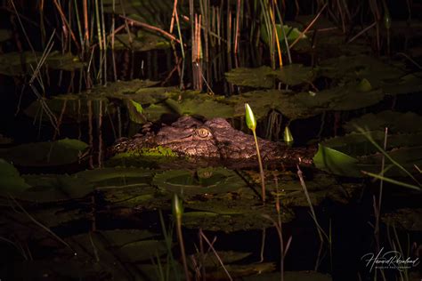 Nile Crocodile (Crocodylus niloticus) | Wildlife Vagabond