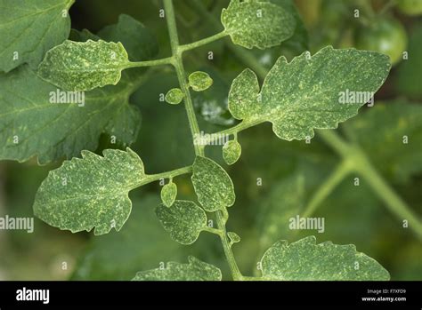 Two-spot spider mite, Tetranychus urticae, grazing damage to leaves of glasshouse tomato plant ...