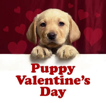 Cute Puppy Valentine - Dogs Photo (33628011) - Fanpop