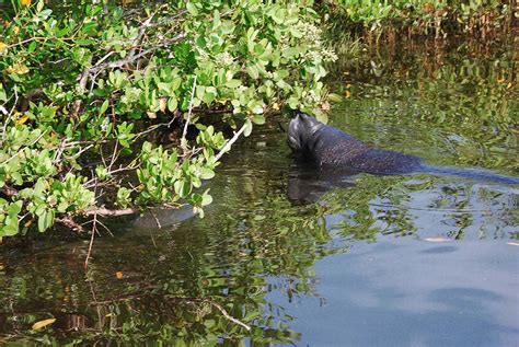 Mosquito Lagoon & Indian River Wildlife Gallery