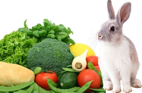 What Vegetables Can Rabbits Eat? And Facts You Should Know