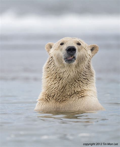 Polar Bear in the Arctic Ocean by Tin Man / 500px