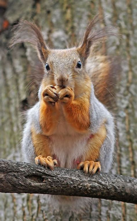 32 best Funny squirrels images on Pinterest | Funny pics, Squirrels and Funny animal