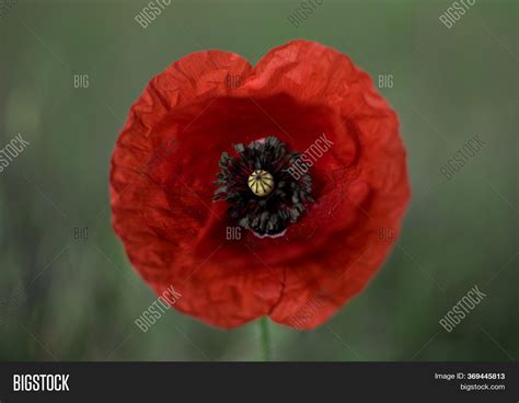 Poppy Flower On Field Image & Photo (Free Trial) | Bigstock