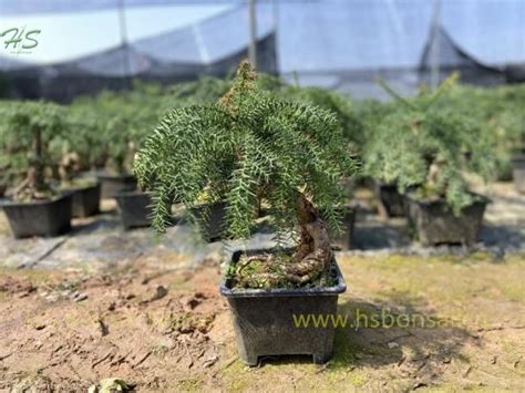 Top Quality Araucaria Heterophylla Bonsai Small Size supplier,manufacturer