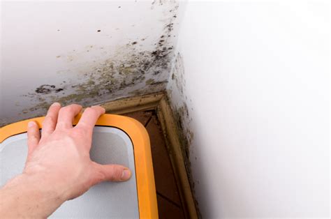 Top tips for avoiding mould in your home - Consumer NZ