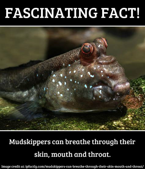 Mudskippers can breathe through their skin, mouth and throat. | Always Learning!