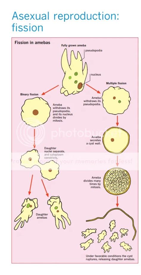 Amoeba Proteus Diagram