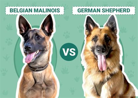 Belgian Malinois vs. German Shepherd: Differences Explained (With ...