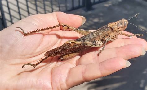 Did Giant Grasshoppers Jacked Up On Fertilizer Plague A Montana Orchard In 1937? | IFLScience