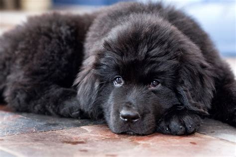 newfoundland dog breeders - Google Search