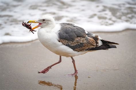 A Seagull Eating a Crab · Free Stock Photo