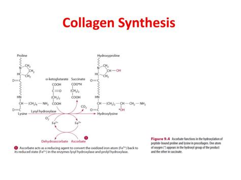 PPT - Vitamin C PowerPoint Presentation - ID:6075255