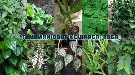 Tanaman Obat Keluarga (TOGA) - Sejarah, Jenis Tumbuhan, Daftar & Manfaat