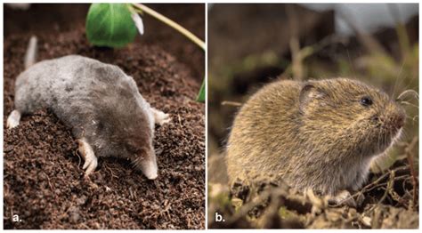 Controlling Damage from Moles and Voles - Alabama Cooperative Extension System