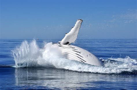 Welcome to Western Australia's Whale Watching Season