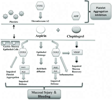 Mechanism of action of aspirin and clopidogrel on platelet aggregation ...