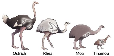 How emus and ostriches lost the ability to fly | Flightless bird, Birds, Megafauna