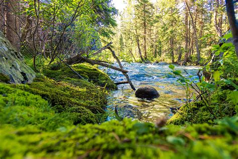 Moss on the Rocks Photograph by Marianne Sullins - Fine Art America