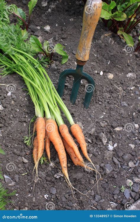 Organic Carrots stock image. Image of vegetable, produce - 13348957