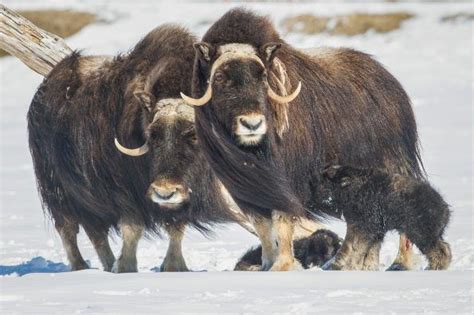 Photos: Musk oxen calves born Arctic adorable in Portage | Musk ox, Arctic mammals, Oxen