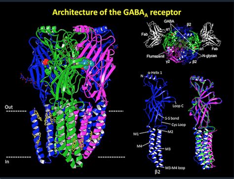 UTSW researchers solve structure of major brain receptor that is treatment target for epilepsy ...