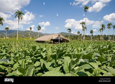 Dominican Republic - Centre - The Cibao Valley - tobacco Plantation Stock Photo - Alamy