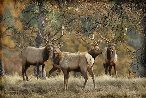 Restoration of tule elk California success story | Outdoors Features | billingsgazette.com