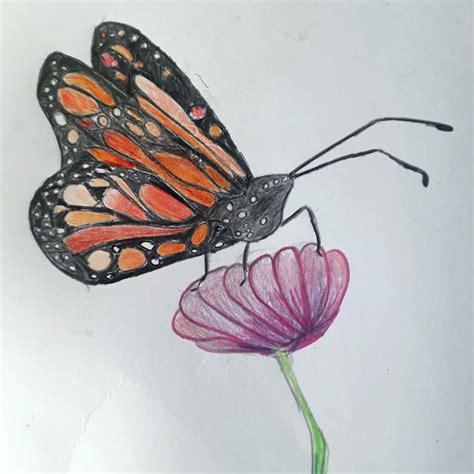 Draw a Butterfly Challenge Winners | AMNH