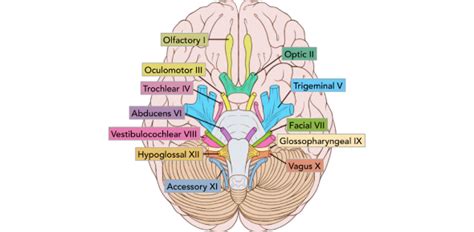 Cranial Nerve Quiz - ProProfs Quiz