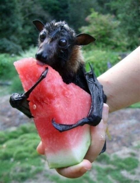 You will never be as happy as this fruit bat hugging a slice of watermelon. | Cute animals, Baby ...