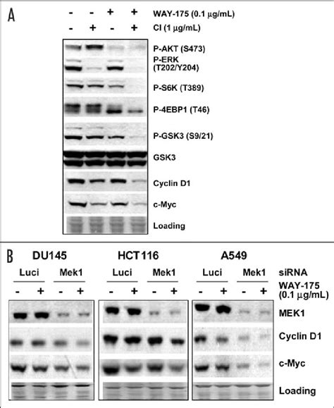 Combination therapy profoundly inhibits mitogenic signaling and cell... | Download Scientific ...