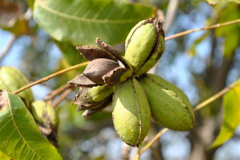 Nut Trees: How Many Years Until Harvest? - Stark Bro's