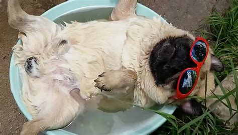 Just a pug snoring in a bucket of water (wearing sunglasses) | Nova 919