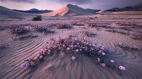 Desert Flowers Wallpapers - Top Free Desert Flowers Backgrounds ...