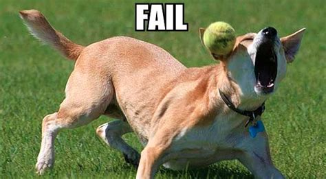 9 Dogs Who Totally Fail at Catch | The Dog People by Rover.com