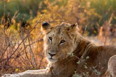 lioness of mammal animal lying in kruger park | download Free Animals Photo