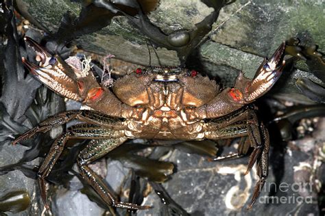 Velvet Crab Photograph by Dr Keith Wheeler/science Photo Library