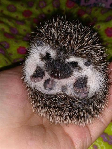 how to take care of a pygmy hedgehog - Rueben Laird