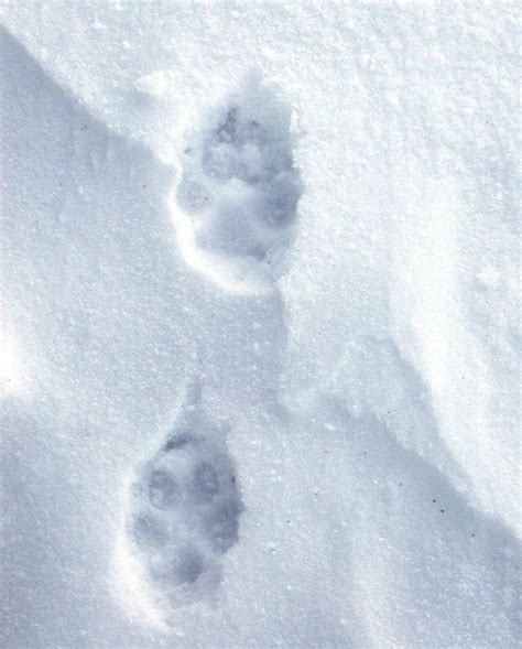 wolf tracks in snow #RogersWinterWhites | Animal tracks, Wolf, Canning equipment